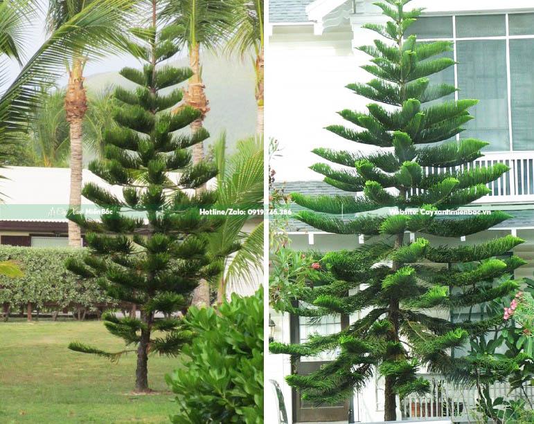 mua bán cây bách tán giá rẻ